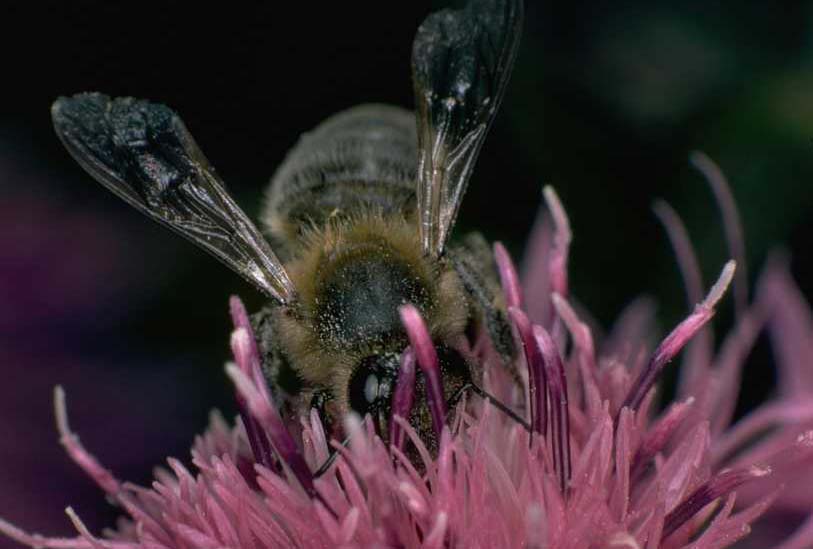 [ Insects & Reptiles 115.jpg ] (40414 bytes)